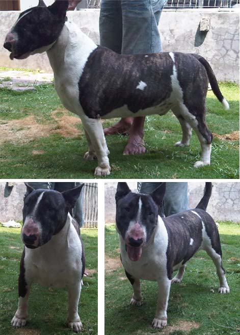 Trahern Daddy Yankee