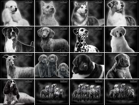 Wallpaper Dari PURINA Untuk Layar Komputer Anda