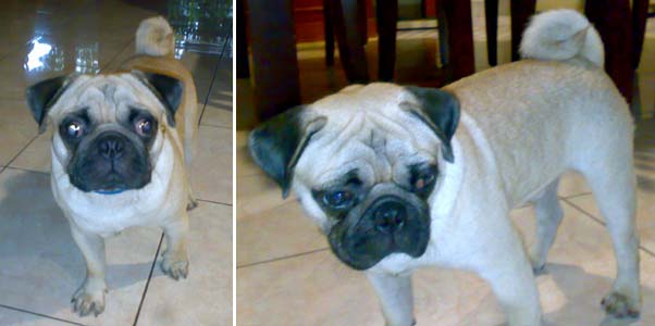 Pug Hilang Di Taman Aries