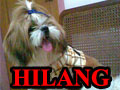 Shih Tzu Hilang Di Tanjung Duren Jakarta Barat