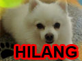 Pomeranian Hilang Di Puri Indah