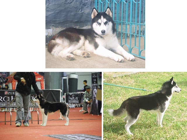 Carlos von Alphasiera