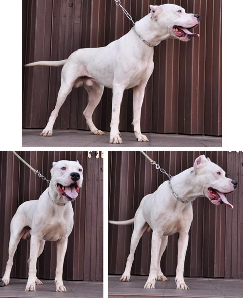  Alberto K.D.A.C of Thai