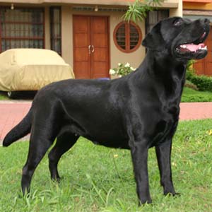 BlackLiss Labradors