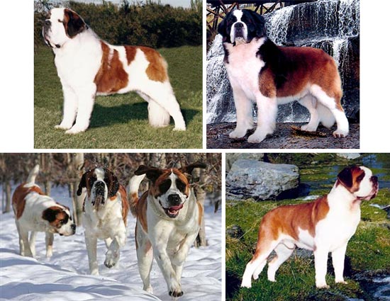Saint Bernard