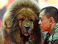 Tibetan Mastiff