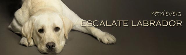 EscalateLabrador.Com 