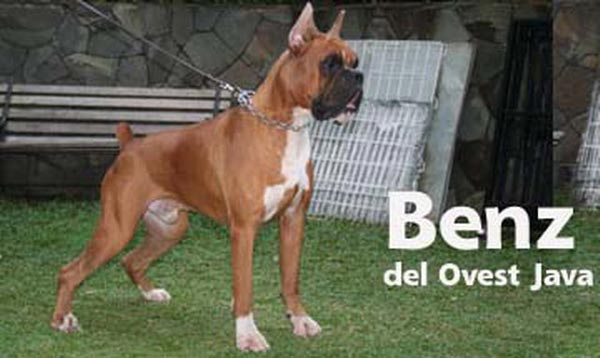 CH.Benz Dell Ovest Java