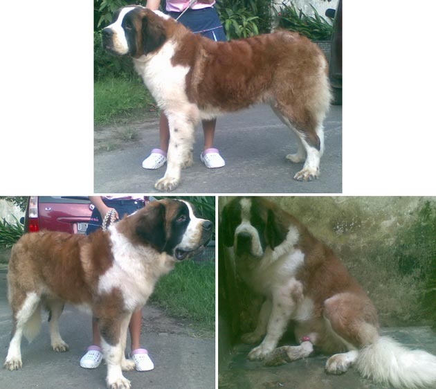 Saint King Black Von Oryza