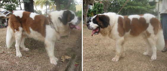 Einar Prince von Silk Kennel