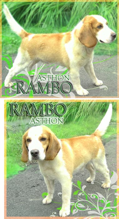 Asthon von Calisto (Rambo)