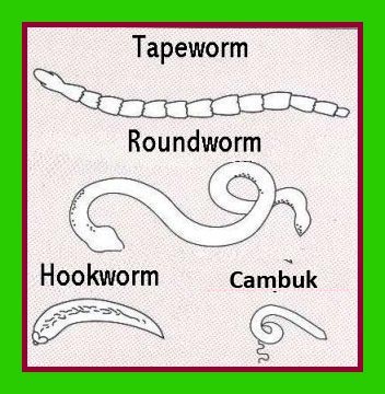 Jenis-Jenis Cacing Yang menyerang Anjing