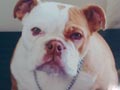 English Bulldog Hilang 