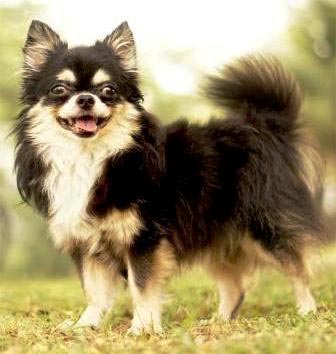 Leonardo Dicaprio Von Velvet Sky