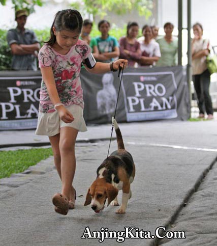 Mengajari Anak Anjing Memakai Tali Tuntun