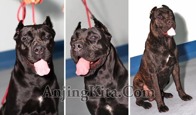Cane Corso