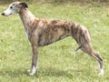 Whippet