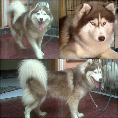 Dino von Mackenzie A