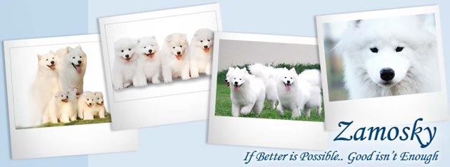 Zamosky Samoyed Kennel