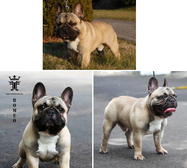 Sopianae Imperator Romeo