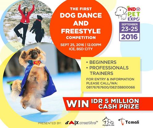 Dancing Dog and Freestyle Dog Competition with AMAZING Dog Race 12