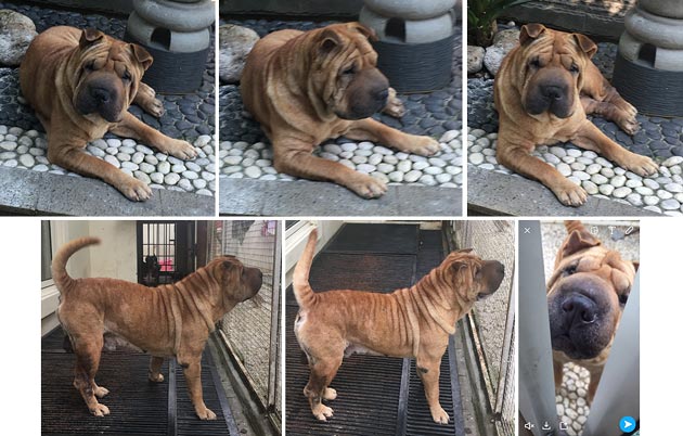 Pejantan Shar-Pei : Bolton House of Sharpei