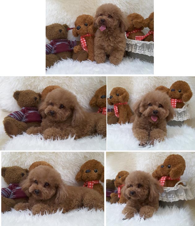 Pejantan Red Poodle : Anais