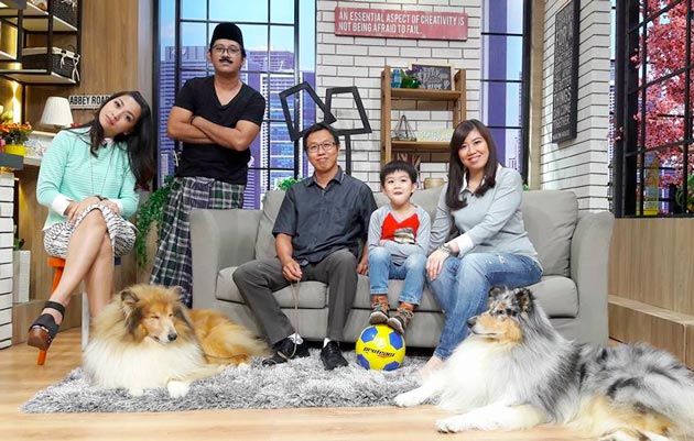 Anjing Collie Di Pagi Pagi Net TV