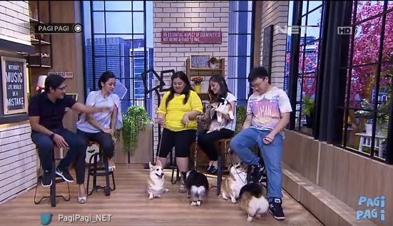 Mau Pelihara Anjing Corgi?