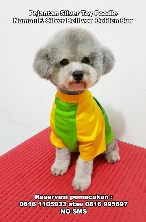 Pejantan Poodle : F.Silver Bell V Golden Sun