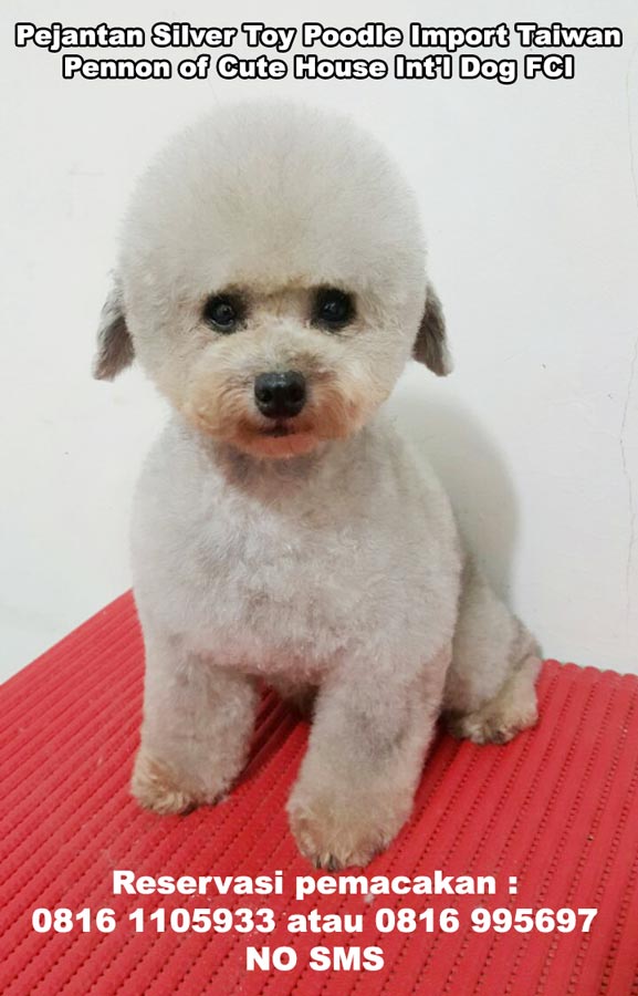 Pejantan Poodle : Pennon of Cute House Int'l Dog