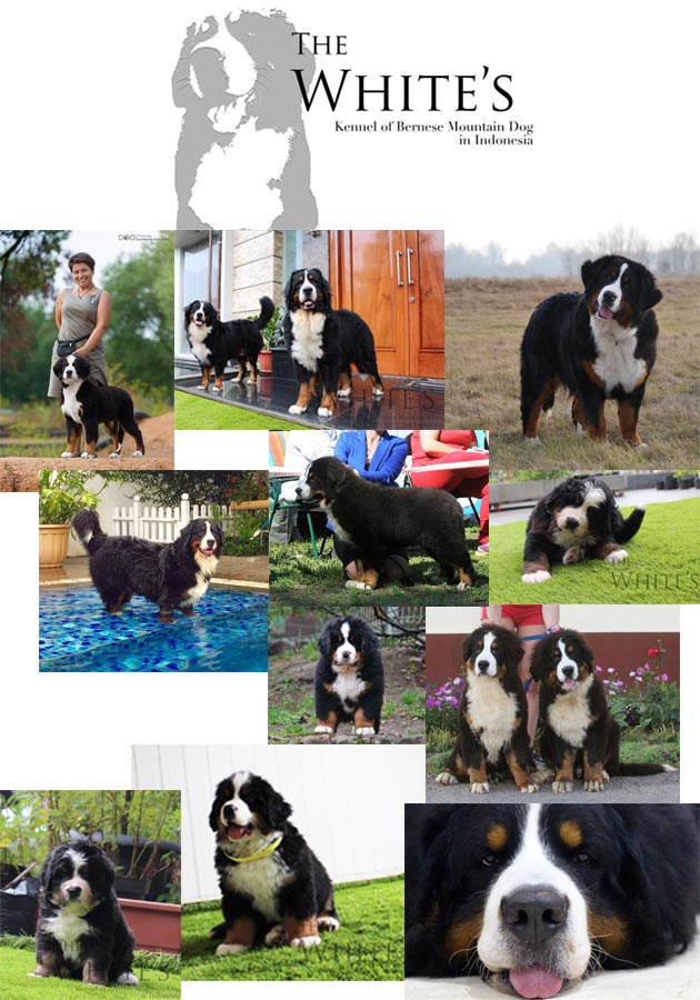 The White's Bernese