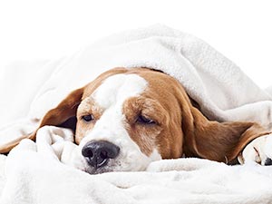 Tips Mengatasi Anjing Yang Muntah