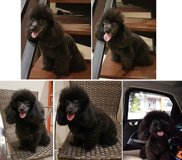 Pejantan Toy Poodle : Sake Hibiki V Coconut
