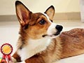 Pejantan Corgi : Shadow Von Dhouse Of Paws