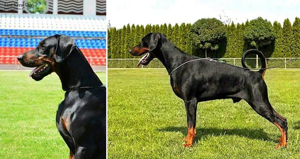 Pejantan Dobermann : Intl.CH.Sant Kreal Uno