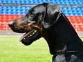 Pejantan Dobermann : Intl.CH.Sant Kreal Uno