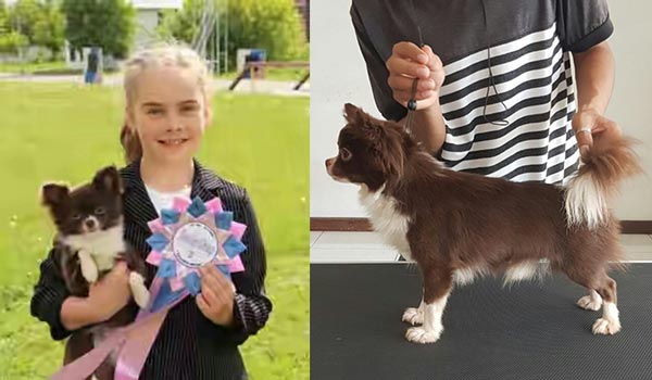 Pejantan Chihuahua : CH.Sofira Franchesko