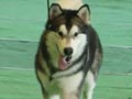 Pejantan Alaskan Malamute : INA.CH.Razor