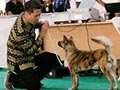Belajar Anatomy Anjing Dengan Mudah