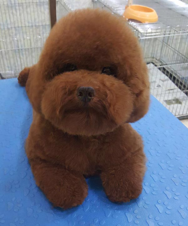 Pejantan Red Toy Poodle: Marco Von Red Beans
