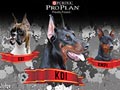 Pameran Anjing Dobermann Boxer Pinscher Jakarta