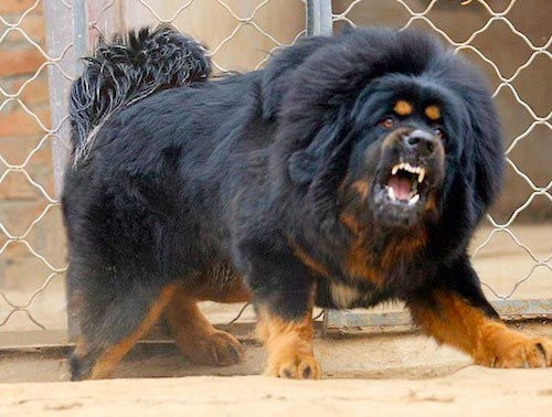 5 Fakta Tentang Anjing Tibetan Mastiff