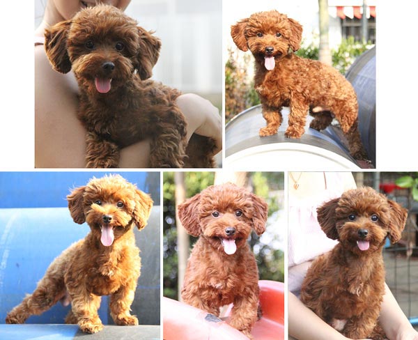 Pejantan Red Poodle Kaki Pendek Import Bloodline