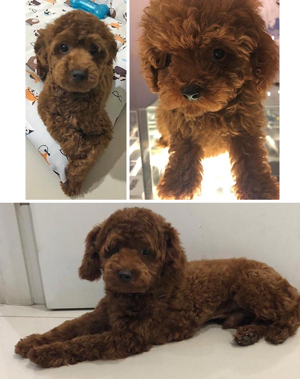 Pejantan Red Poodle : M2Js VELOVE LUCKY