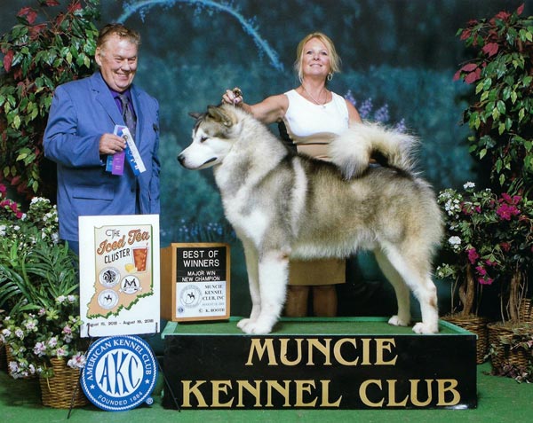 Pejantan Alaskan Malamute : GCH Chayo Time After Time