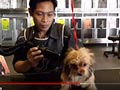 Langkah-Langkah Basic Grooming Untuk Anjing