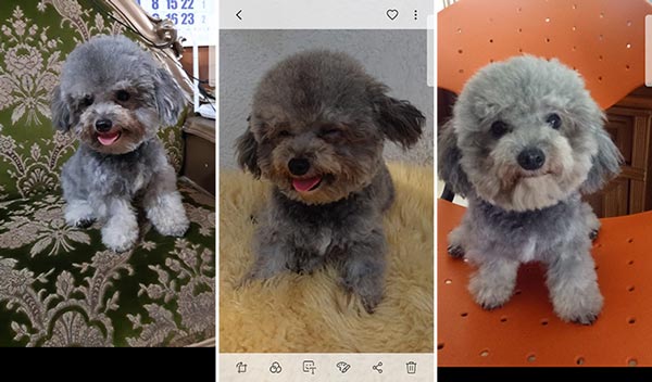 Pejantan Silver Poodle : Kent Castle Bravo