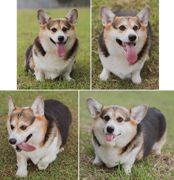 Corgi Stud: Lowrider's Gimme Cheese Burger