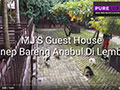 Nginap Bareng Anjing Kesayangan Di Guest House Lembang